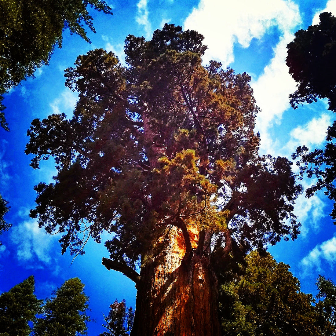 Embracing Nature for Mental Health: The Healing Power of Forest Bathing